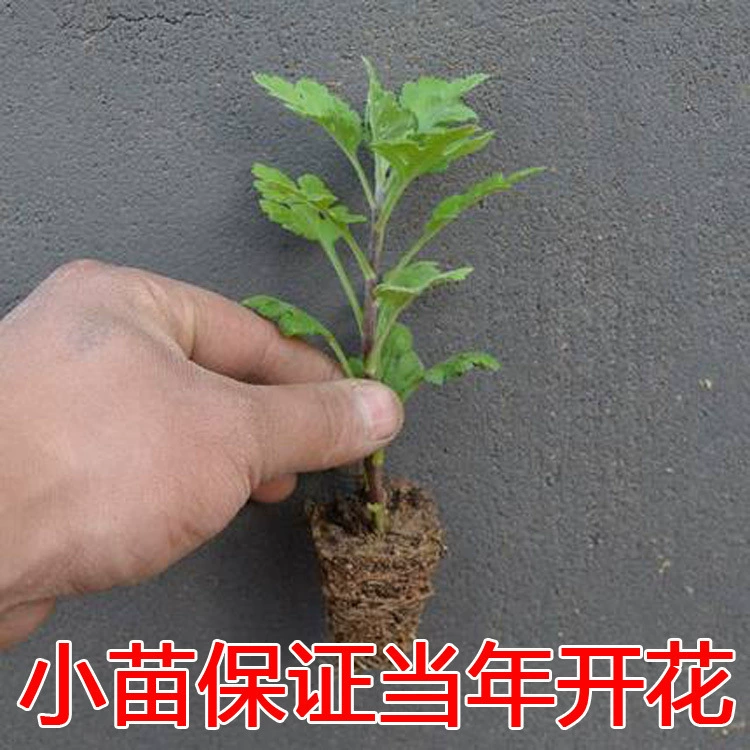 Специальная ценовая база прямых продаж бутик горшечных саженцев хризантем, что год цветения саженцев горшечных цветов