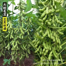 【新品】鲜香毛豆种子菜种籽春季蔬菜种孑四季青豆菜