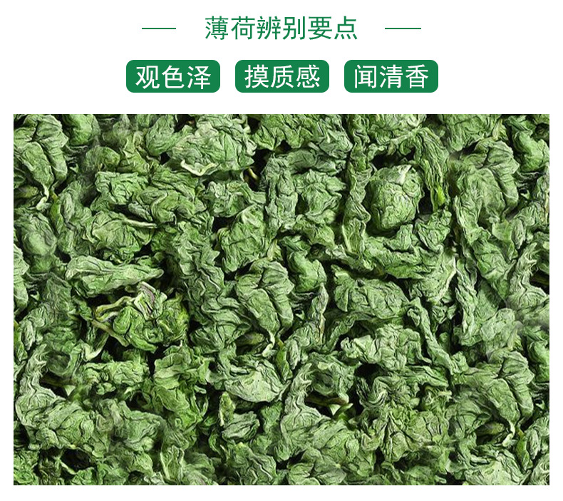 Mint Leaves (Mentha haplocalyx) — Dried Food-Herb Mint Tea for Brewing & Blending quality and texture