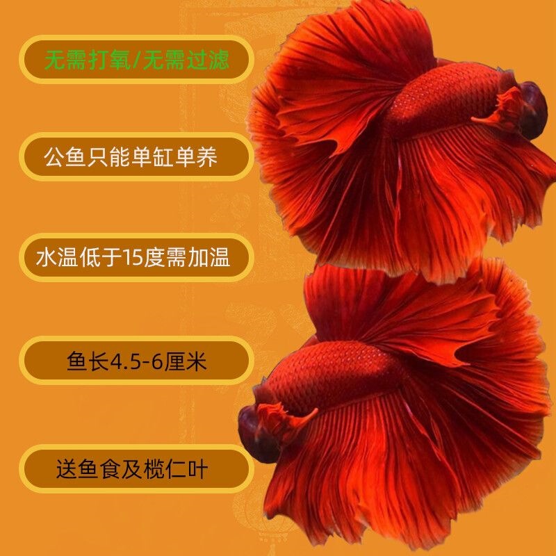 Thai Fighting Fish, Live Fish, Easy to Care For, Hardy, Pure White Tropical Ornamental Fish, Fairy Half-Moon Tropical Fish, Wedding Dress Fish, Desktop Pet Thai Fighting Fish, Live Fish, Easy to Care For, Hardy, Pure White Tropical Ornamental Fish, Fairy Half-Moon Tropical Fish, Wedding Dress Fish, Desktop Pet