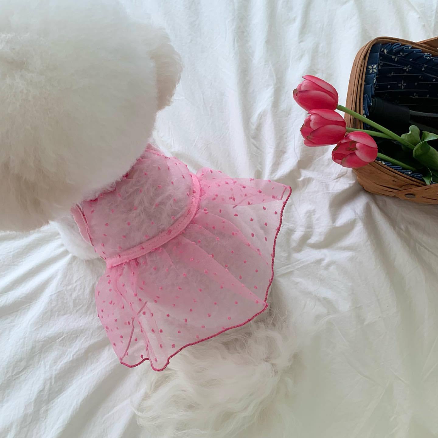 新款宠物吊带裙夏季薄款透气网纱狗狗衣服小型犬幼犬猫咪跨境批发