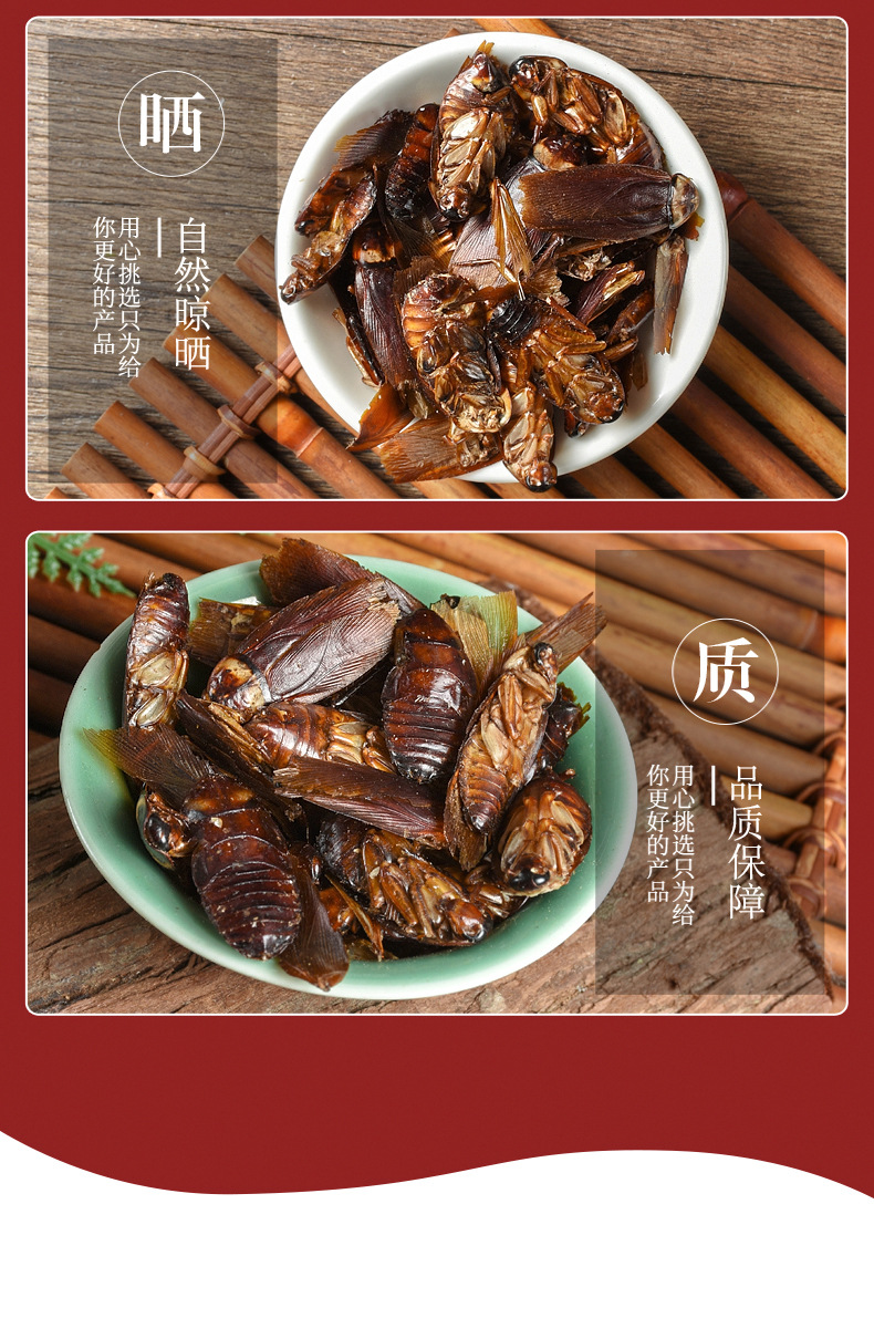 Fei Lian (Blatta orientalis) Dried Medicinal Insect — Traditional Chinese Herbal Material quality and texture