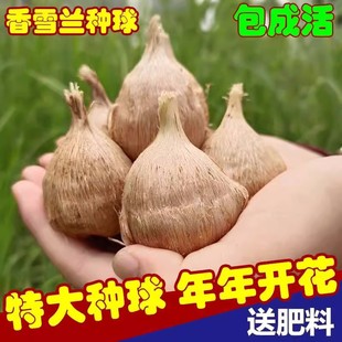 Snow Orchid Bulbs Bloom in All Seasons, Freesia Flower Pots, Imported Double-Petaled Extra-Large Bulbs with Buds, Mixed Colors