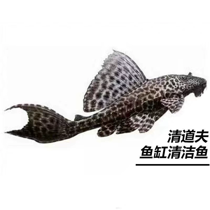 Где‑то очищающие рыбы-кильки для аквариума Pleco — рыбки-поглотители с присасывающим ртом, живые декоративные, размеры 3–9 см, один или мультиупаковка