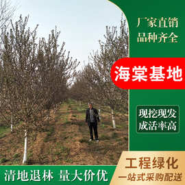厂家直销：5-25公分西府 北美 垂丝 绚丽 贴梗等多品种海棠树