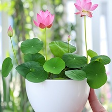 ˮֲɏ҃ȻBļɲNˮBɻԿ͏d˯ɏ