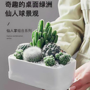 Cactus Plant, Cactus, Radiation Protection, Succulent Potted Plant, Aloe Vera Flower Seedling, Flower Potted Plant, Hydroponic Green Plant