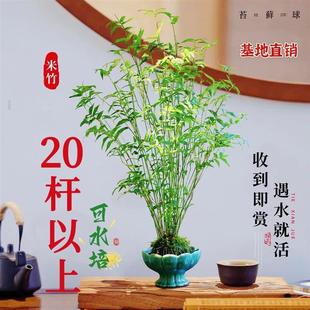 Hydroponic Moss Ball Rice Bamboo Phoenix Tail Bamboo Micro Bonsai Living Room Indoor Desktop Potted Zen Landscaping Green Plant Bamboo