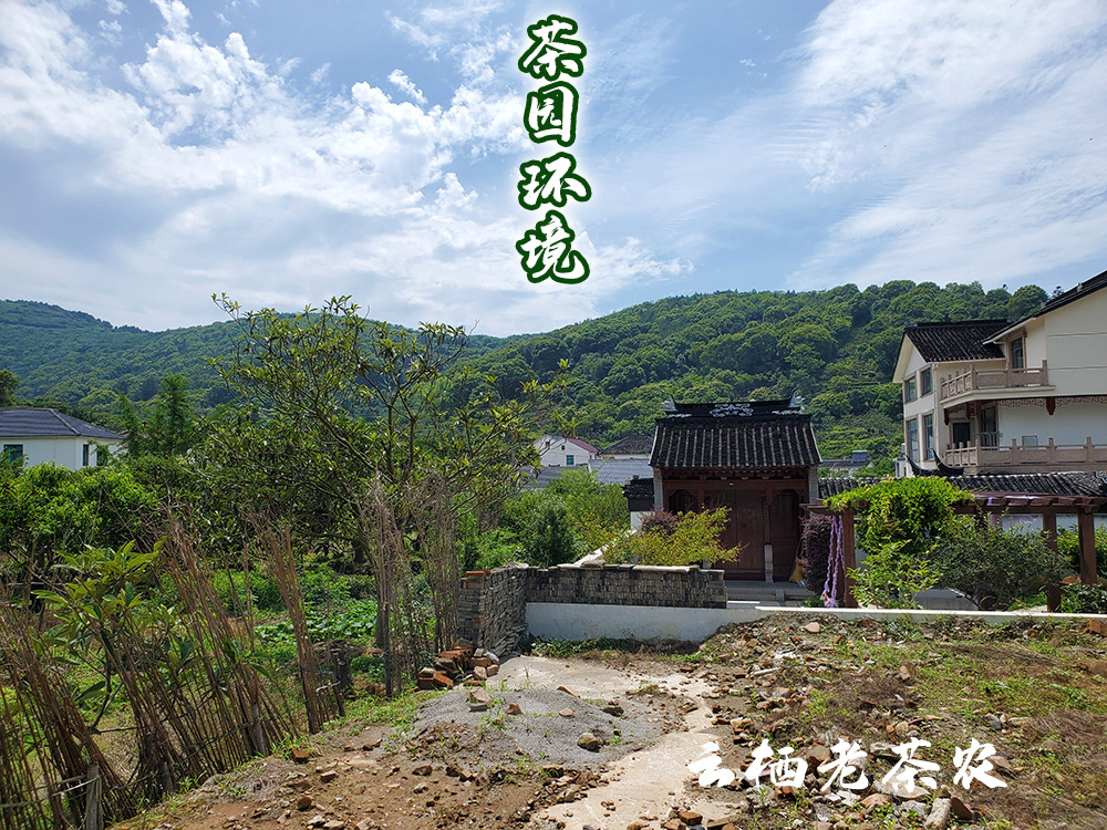 碧螺春茶园环境.jpg