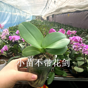 Phalaenopsis Orchid Seedlings Potted Four-Season Flower Bud Plants with Continuous Flowering All Year Round Indoor Green Plants Are Easy to Maintain
