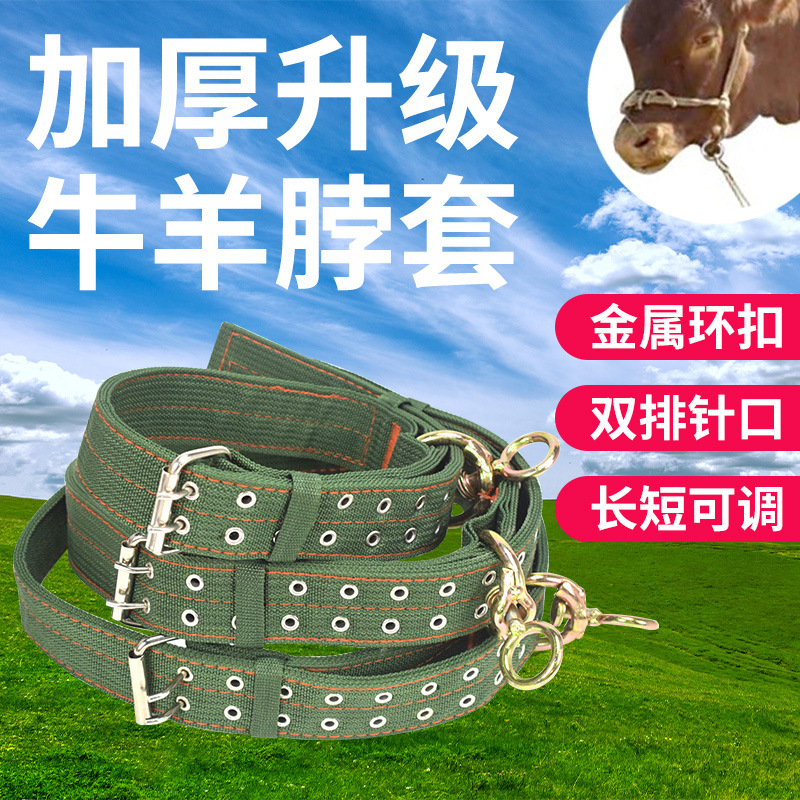 Cabeza de jaula de buey, cuello de buey, cuello de buey