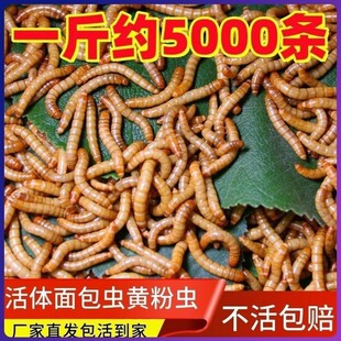 ����x���x�S���x�}��ü�B�˸猙�����ϐ�����~�B�Z