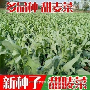 ��ѿ�����˷N���ļ����������O����˷N���r���̨�߲˷N��