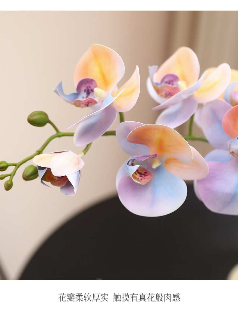 马卡龙9头蝴蝶兰_08.jpg