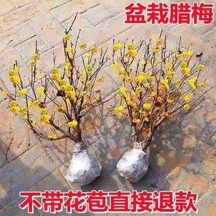 �D÷���������������D÷�t÷�Ϙ����辰�G÷�ͺ�ԭ��÷�������̨