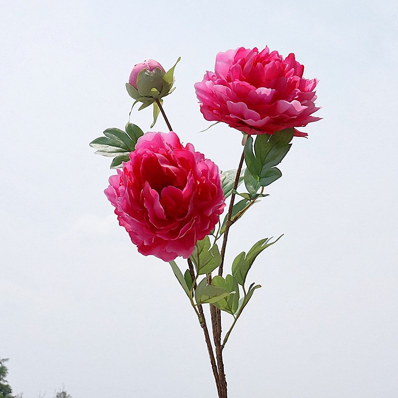 DSC03015.JPG