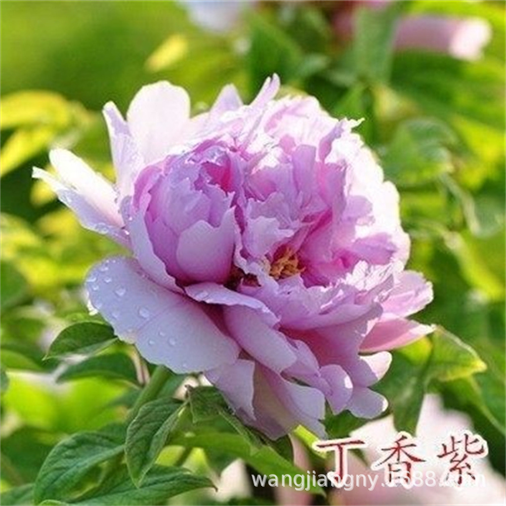 洛阳观赏牡丹花苗大苗重瓣大花四季开花花卉盆栽庭院阳台种植树苗