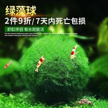 魚缸水族箱造景水海藻球生態球造景綠藻球生態瓶綠澡球水藻球
