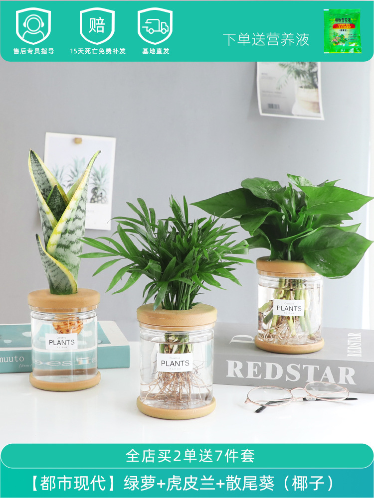 [어반모던] 포토스 + 타이거 난초 + 해바라기 (무료 영양액)