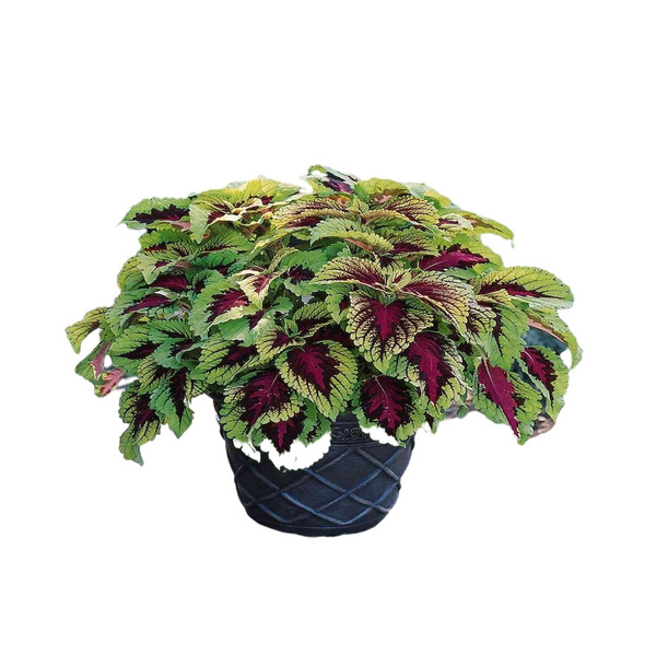Wholesale color leaf seed engineering green balcony balcony potted…