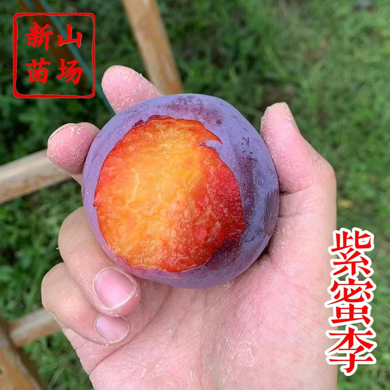 [Рассада фиолетовой медовой сливы] 6-месячная раннеспелая фруктовая культура с хорошим вкусом и простым управлением самополегающейся рассады коричневой сливы.