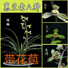老种大一品程梅兰花蕙兰兰花苗老八种潘绿花卉室内老染字盆栽