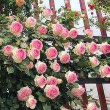 �ٱ��¼����� �W������ �����¼�����༾�_���Nޱ�̨ͥԺ������