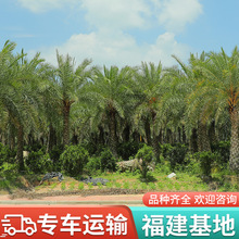 中東海棗銀海棗樹 熱帶樹海邊風景庭蔭樹 工程報價棕櫚林刺葵批發