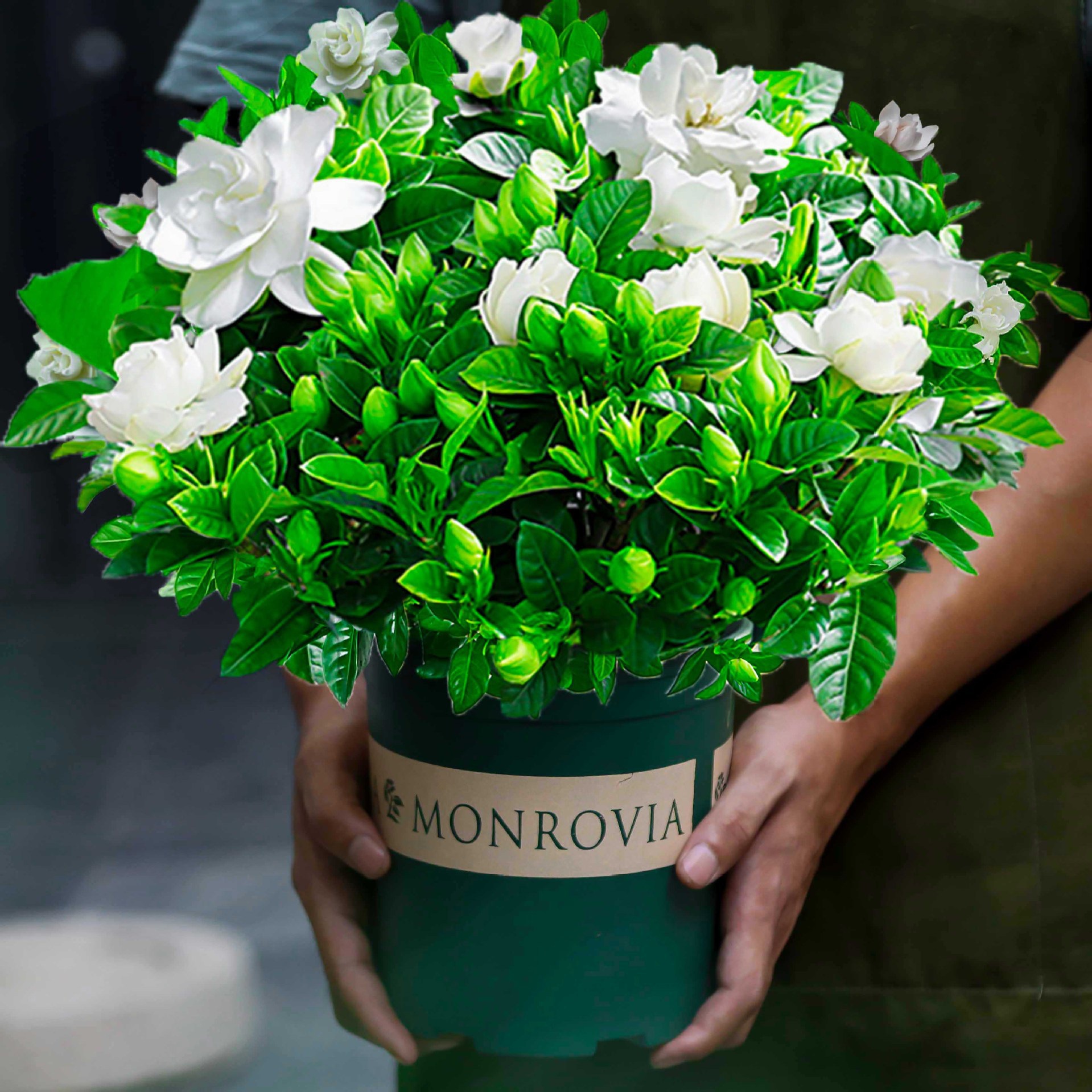 새싹이 있는 대형 치자나무 160#【갤런 냄비】+비료