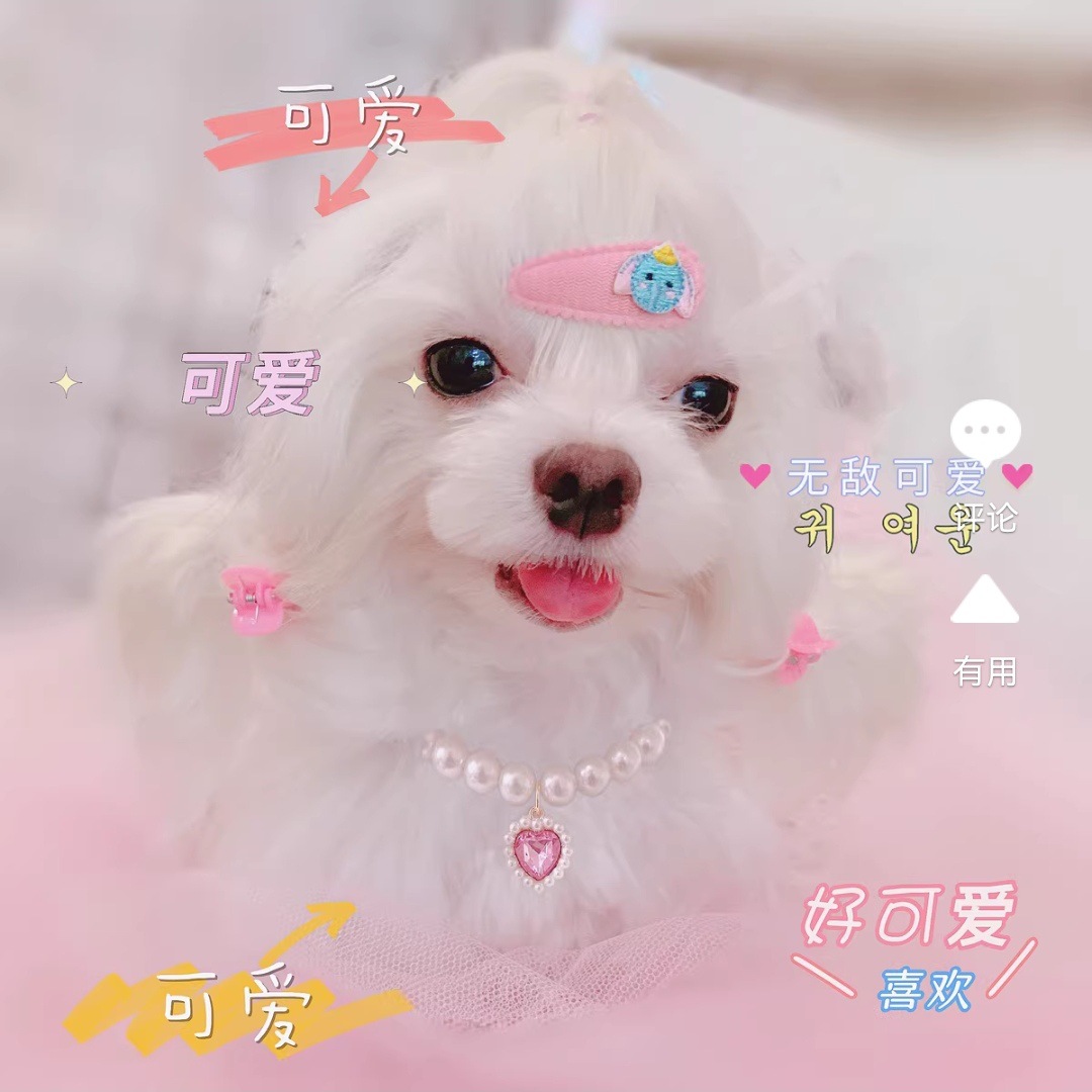 Comercio exterior nuevo collar de mascotas en forma de corazón Cadena de perro gato collar de amor de cristal suministros para mascotas joyería para mascotas al por mayor