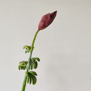 �������ֲ��������ֲ���ˇ������z�ٶ�������������廨�b�