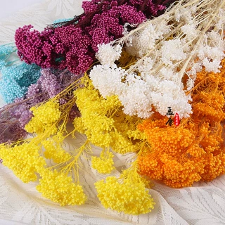 永生花漂色米花小米花保鲜花真花干花花束diy相框材料包工厂直销