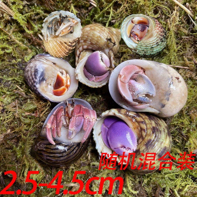 Руководство для начинающих по содержанию наземных крабов-отшельников, живых крабов для начинающих, фиолетовых, наземных, серых, белых, темно-фиолетовых декоративных крабов, легких в уходе домашних животных.