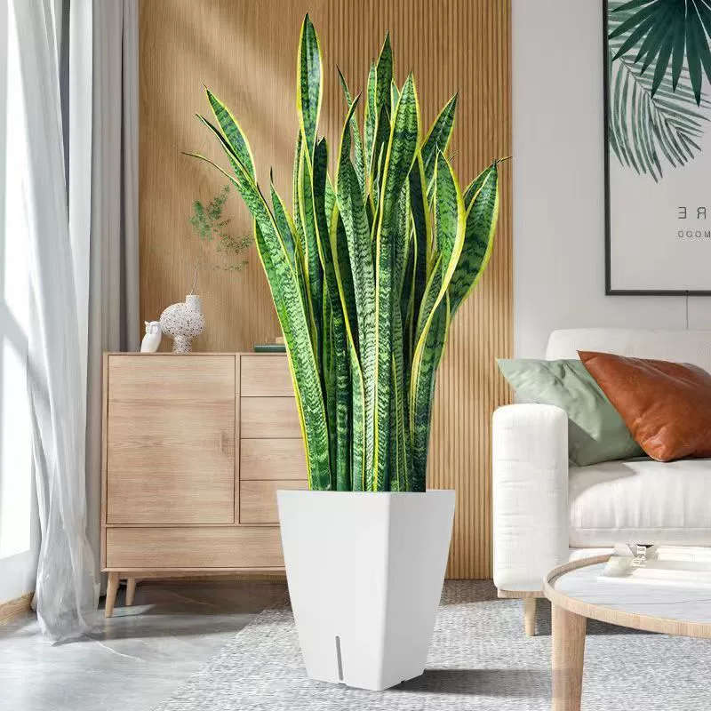 Орхидея «Тигровый хвост» с золотистыми краями для нового дома, поглощение формальдегида, сочное, радиационно-стойкое комнатное растение, зеленое растение, орхидея «Тигровый хвост» в горшке.