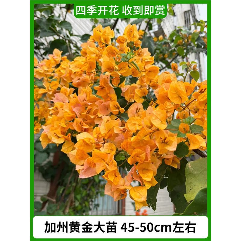 캘리포니아 황금모종은 약 45~50cm [사계절 꽃이 피어나며, 받자마자 감상 가능] (원래 화분)