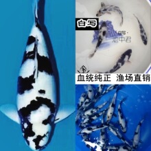 锦鲤观赏鱼白写红白大正昭和三色观赏水族种日本小锦鲤鱼苗包邮
