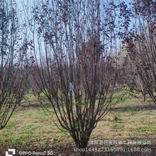 基地直销工程绿化苗木 速生紫叶李 大规格紫叶李价格货源充足