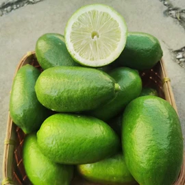 番薯类;柑桔;苹果