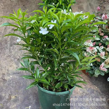 L܇jʯ^ֲ̨҃ͥԺֲļG