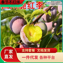 һ�����l�Ĵ���t��������ش����A���´��÷�������봨Ó�ǟo��