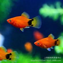 �����~����ĸ�~���~�ܕ������~̥���~���ô�����ğᎧ�^�p�~�ؔ�