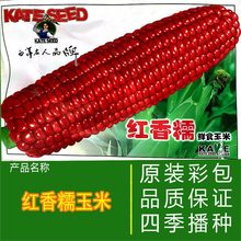 �t��Ŵ���׷N�� ����֗UŴ������ �����׃��|�߮a��Ŵ���r�Ҵ���