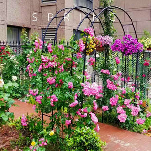 Arched Trellis for Climbing Plants, Garden Rose Support, Clematis and Pothos Plant Stand, Outdoor Flower Gate for Courtyard
