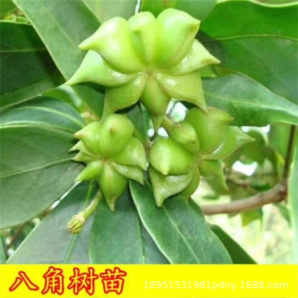 Саженцы аниса Гуанси привитые саженцы Красного римского аниса съедобные Фенхель большие саженцы с листьями