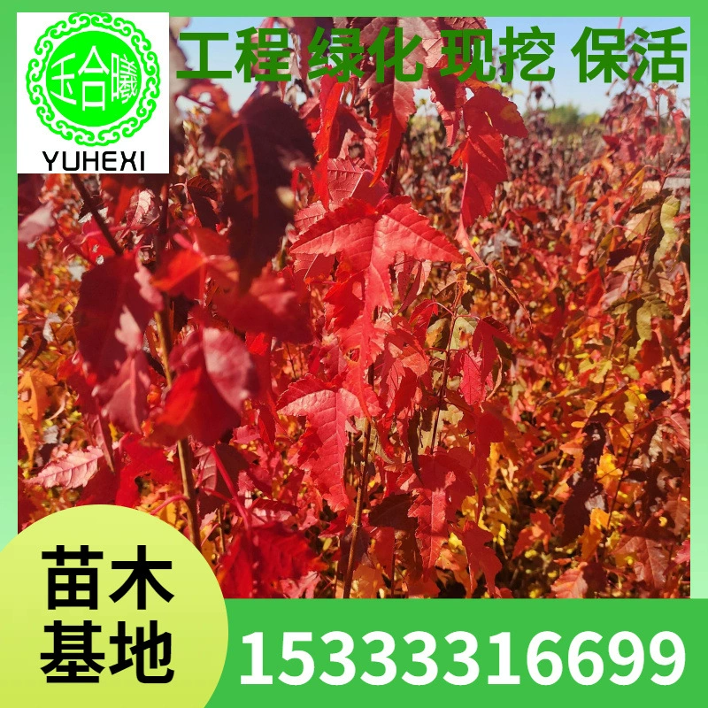 Треугольные саженцы клена, треугольные саженцы кленовых кустарников, маленькие саженцы, чайный клен, кластерный чайный клен