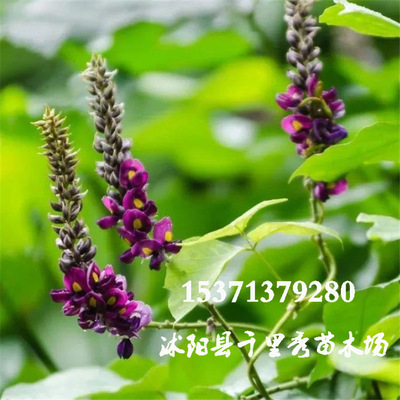 wholesale Kudzu seed White Wild Gefen Kudzu Kudzu Then New Species Cong