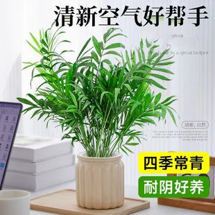 Pocket Coconut Hydroponic Plant Potted Indoor Green Plant Suitable for Lazy People to Purify the Air and Evergreen All Year Round