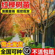 �t�Θ���Ѫ�Θ�e��ͥԺ�е����ͅ����G����ľ�L����С�~�Θ���