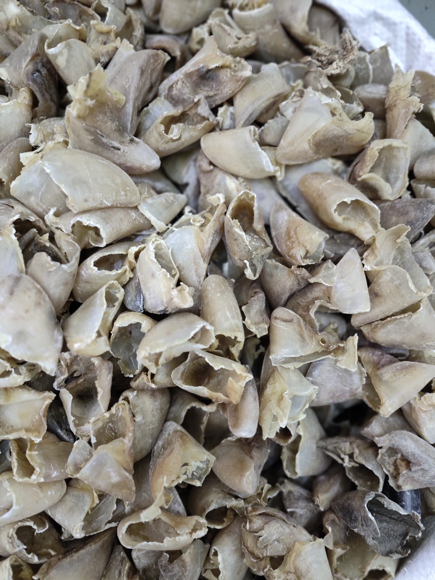 Zhi Zhu Ti Jia (Prepared Pig's Hoof Shell) — Processed TCM Herbal Material, 500g quality and texture