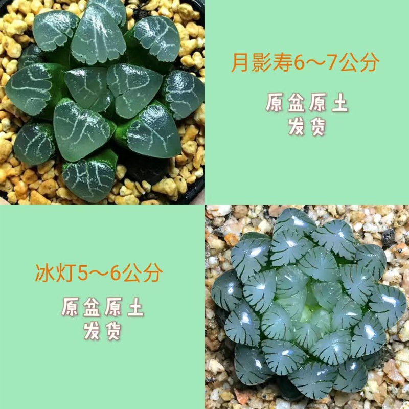 Yueyingshou + 얼음 랜턴(포장석 무료)